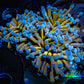 24K Blue Tip Gold Torch Coral WYSIWYG 6cm 24K Blue Tip Gold Torch Coral WYSIWYG 6cm LPS 24K Blue Tip Gold Torch Coral WYSIWYG 6cm Zeo Box Reef