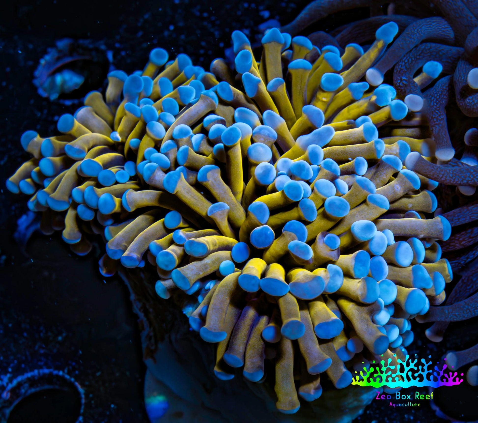 24K Blue Tip Gold Torch Coral WYSIWYG 6cm 24K Blue Tip Gold Torch Coral WYSIWYG 6cm LPS 24K Blue Tip Gold Torch Coral WYSIWYG 6cm Zeo Box Reef