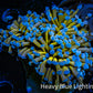 24K Blue Tip Gold Torch Coral WYSIWYG 6cm 24K Blue Tip Gold Torch Coral WYSIWYG 6cm LPS 24K Blue Tip Gold Torch Coral WYSIWYG 6cm Zeo Box Reef