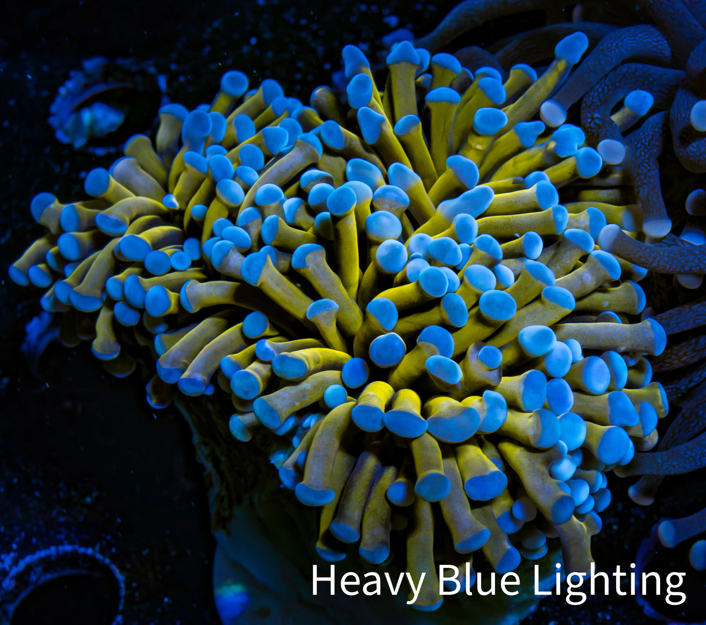 24K Blue Tip Gold Torch Coral WYSIWYG 6cm 24K Blue Tip Gold Torch Coral WYSIWYG 6cm LPS 24K Blue Tip Gold Torch Coral WYSIWYG 6cm Zeo Box Reef