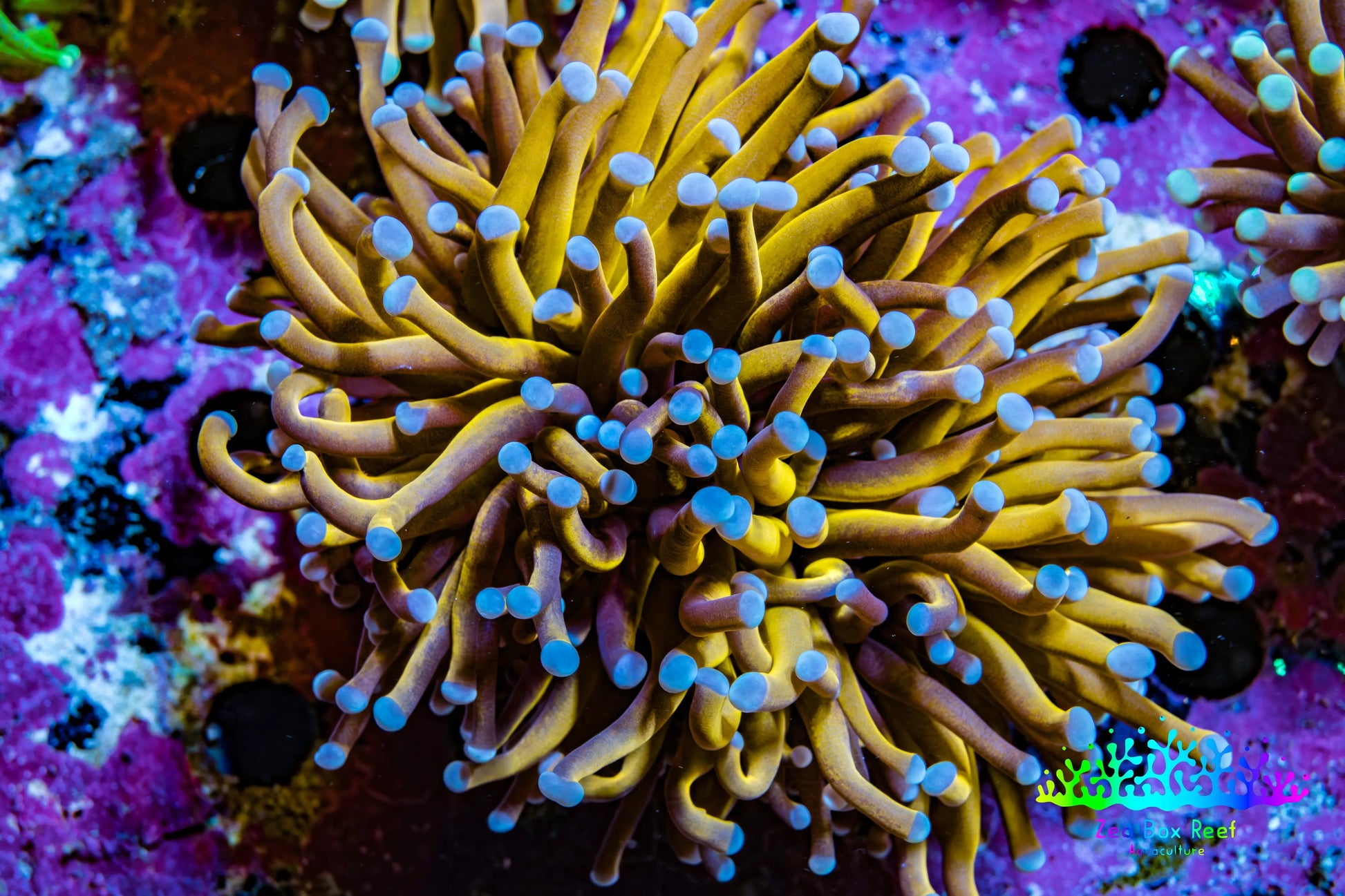 24K Blue Tip Gold Torch Coral WYSIWYG 7 cm 24K Blue Tip Gold Torch Coral WYSIWYG 7 cm LPS 24K Blue Tip Gold Torch Coral WYSIWYG 7 cm Zeo Box Reef