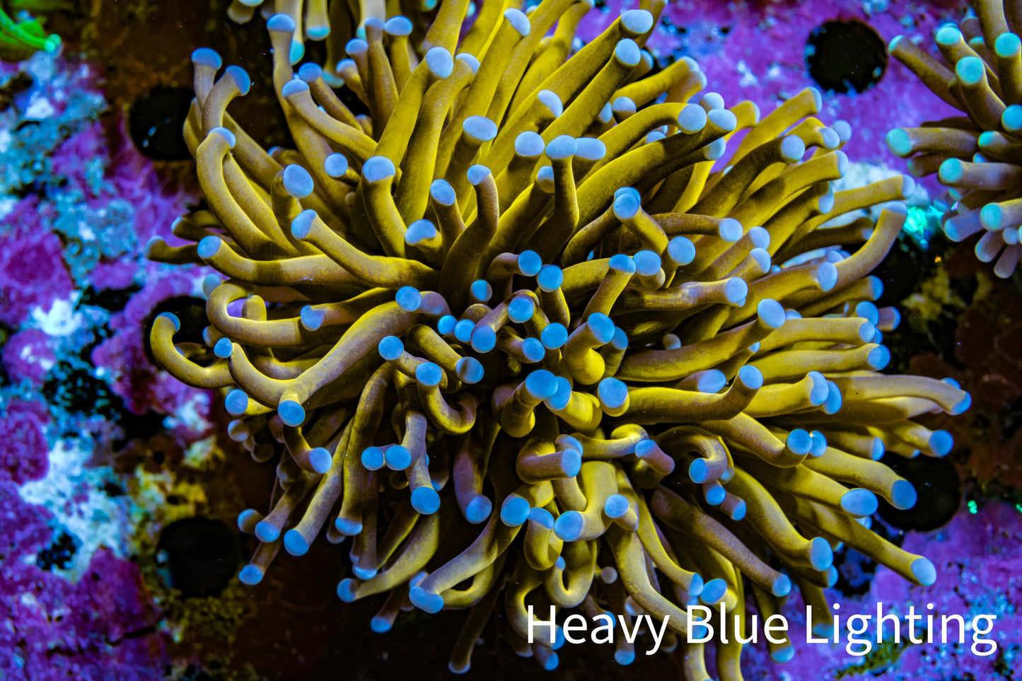 24K Blue Tip Gold Torch Coral WYSIWYG 7 cm 24K Blue Tip Gold Torch Coral WYSIWYG 7 cm LPS 24K Blue Tip Gold Torch Coral WYSIWYG 7 cm Zeo Box Reef