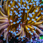 24K Blue Tip Gold Torch Coral WYSIWYG 7cm 24K Blue Tip Gold Torch Coral WYSIWYG 7cm LPS 24K Blue Tip Gold Torch Coral WYSIWYG 7cm Zeo Box Reef