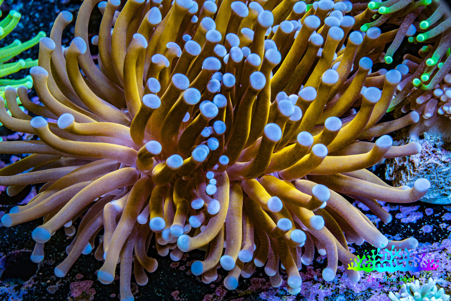 24K Blue Tip Gold Torch Coral WYSIWYG 7cm 24K Blue Tip Gold Torch Coral WYSIWYG 7cm LPS 24K Blue Tip Gold Torch Coral WYSIWYG 7cm Zeo Box Reef