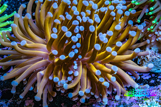 24K Blue Tip Gold Torch Coral WYSIWYG 7cm 24K Blue Tip Gold Torch Coral WYSIWYG 7cm LPS 24K Blue Tip Gold Torch Coral WYSIWYG 7cm Zeo Box Reef