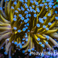 24K Blue Tip Gold Torch Coral WYSIWYG 7cm 24K Blue Tip Gold Torch Coral WYSIWYG 7cm LPS 24K Blue Tip Gold Torch Coral WYSIWYG 7cm Zeo Box Reef