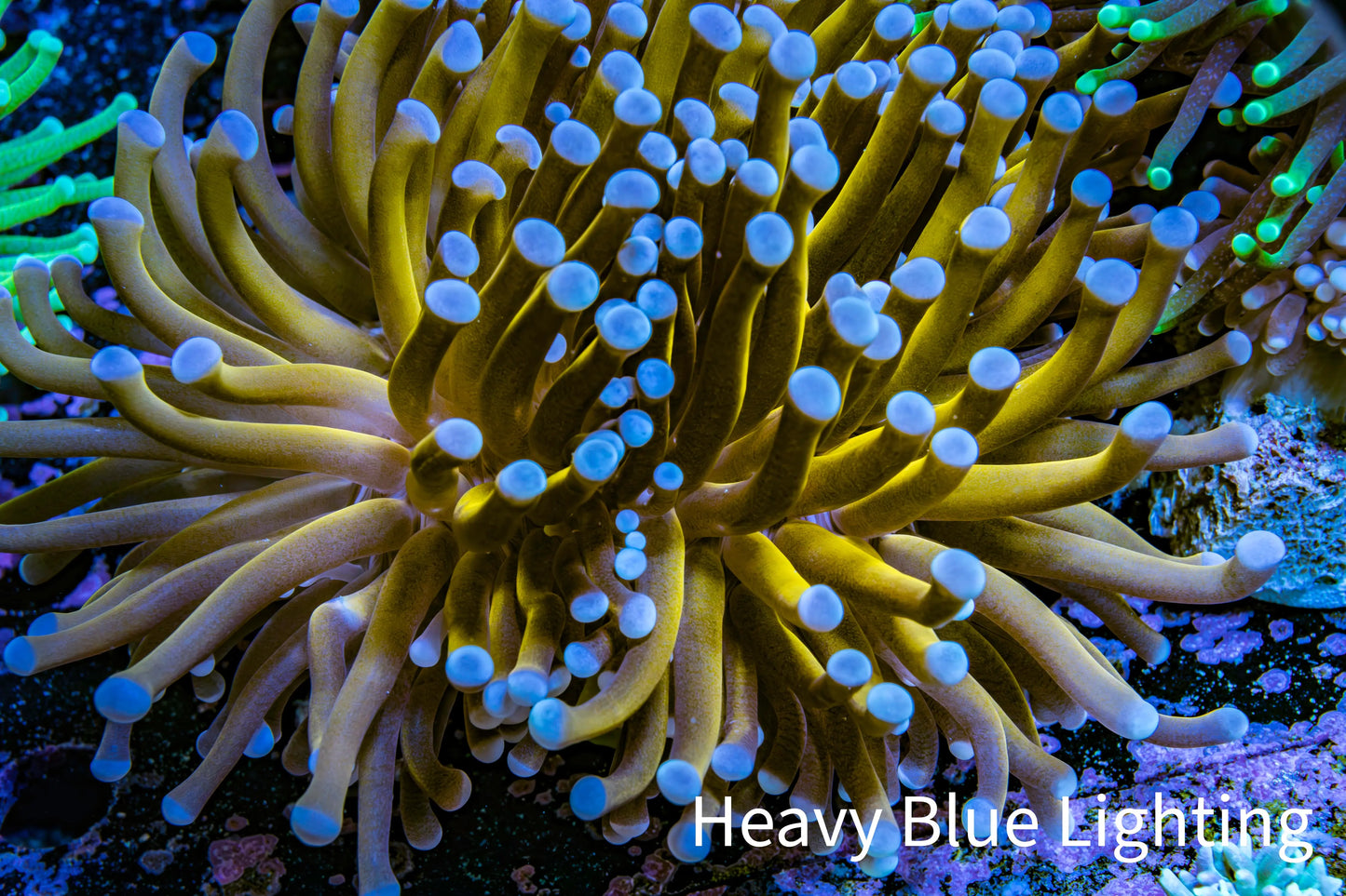 24K Blue Tip Gold Torch Coral WYSIWYG 7cm 24K Blue Tip Gold Torch Coral WYSIWYG 7cm LPS 24K Blue Tip Gold Torch Coral WYSIWYG 7cm Zeo Box Reef
