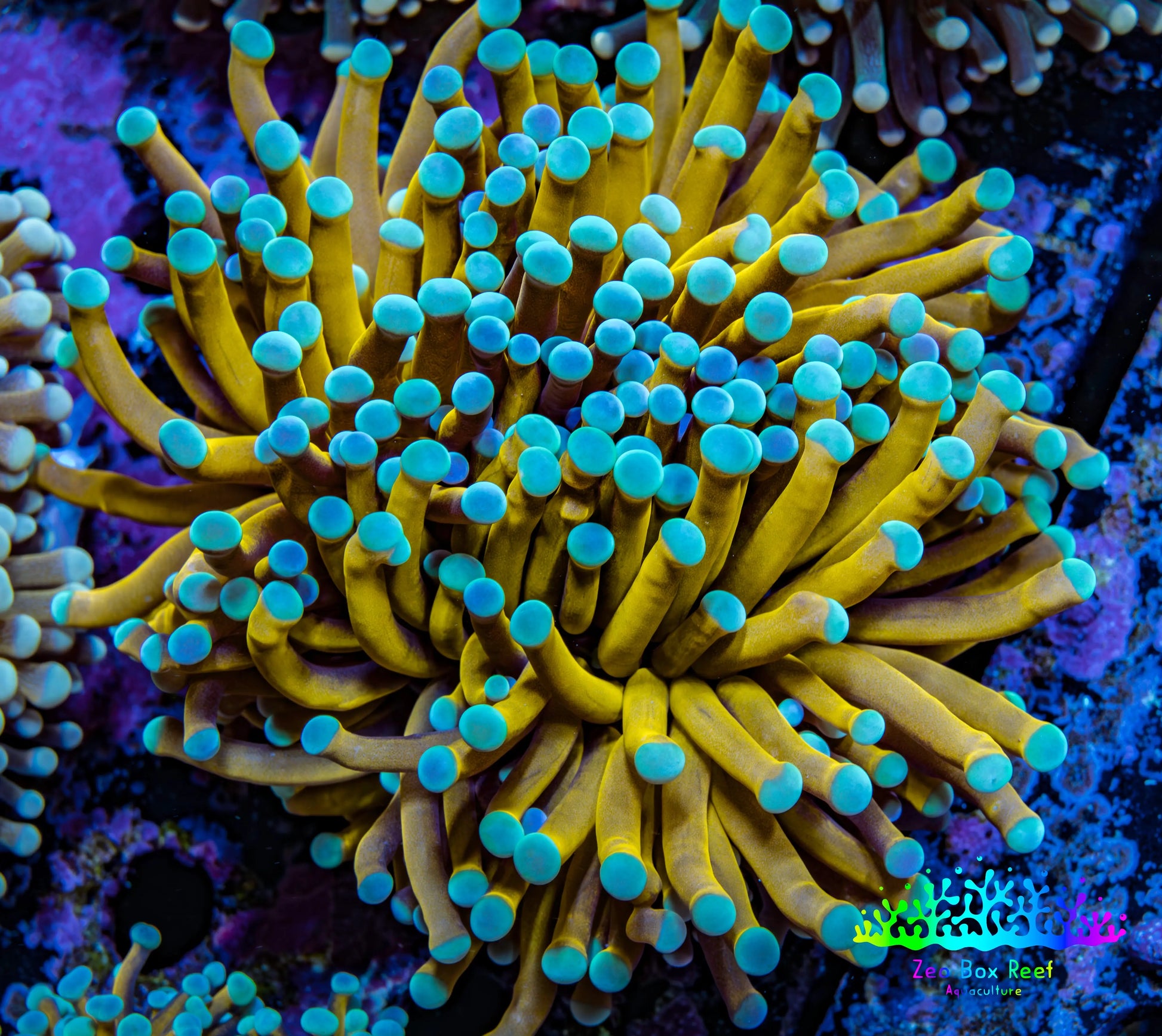 24K Blue Tip Gold Torch Coral WYSIWYG 8cm D4R1B1 24K Blue Tip Gold Torch Coral WYSIWYG 8cm D4R1B1 LPS 24K Blue Tip Gold Torch Coral WYSIWYG 8cm D4R1B1 Zeo Box Reef