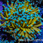 24K Blue Tip Gold Torch Coral WYSIWYG 8cm D4R1B1 24K Blue Tip Gold Torch Coral WYSIWYG 8cm D4R1B1 LPS 24K Blue Tip Gold Torch Coral WYSIWYG 8cm D4R1B1 Zeo Box Reef