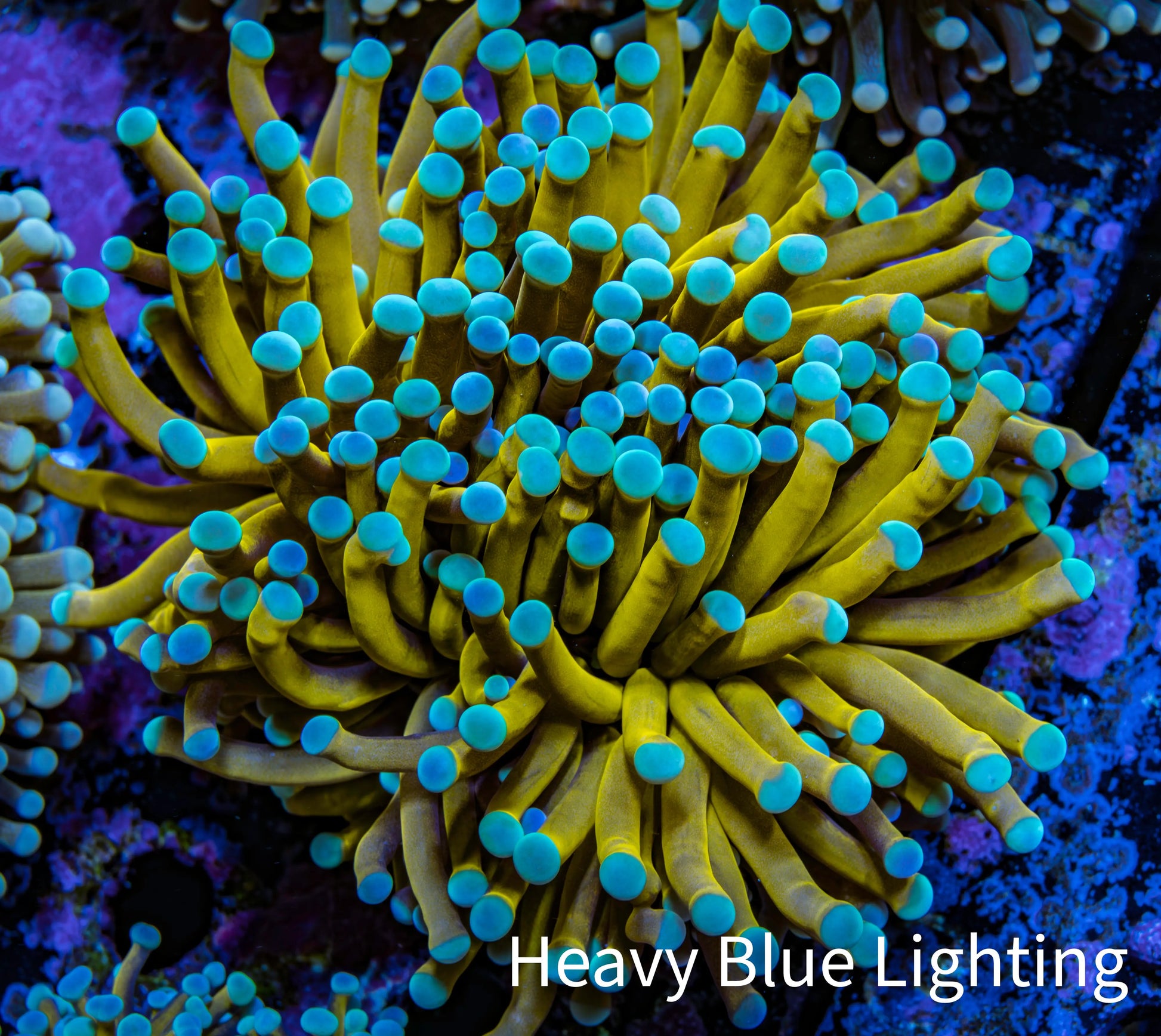 24K Blue Tip Gold Torch Coral WYSIWYG 8cm D4R1B1 24K Blue Tip Gold Torch Coral WYSIWYG 8cm D4R1B1 LPS 24K Blue Tip Gold Torch Coral WYSIWYG 8cm D4R1B1 Zeo Box Reef