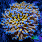 24K Blue Tip Gold Torch Coral WYSIWYG 8cm 24K Blue Tip Gold Torch Coral WYSIWYG 8cm LPS 24K Blue Tip Gold Torch Coral WYSIWYG 8cm Zeo Box Reef