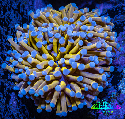 24K Blue Tip Gold Torch Coral WYSIWYG 8cm 24K Blue Tip Gold Torch Coral WYSIWYG 8cm LPS 24K Blue Tip Gold Torch Coral WYSIWYG 8cm Zeo Box Reef