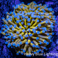 24K Blue Tip Gold Torch Coral WYSIWYG 8cm 24K Blue Tip Gold Torch Coral WYSIWYG 8cm LPS 24K Blue Tip Gold Torch Coral WYSIWYG 8cm Zeo Box Reef