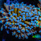 24K Blue Tip Gold Torch Coral f11R2B1 WYSIWYG 5cm 24K Blue Tip Gold Torch Coral f11R2B1 WYSIWYG 5cm LPS 24K Blue Tip Gold Torch Coral f11R2B1 WYSIWYG 5cm Zeo Box Reef