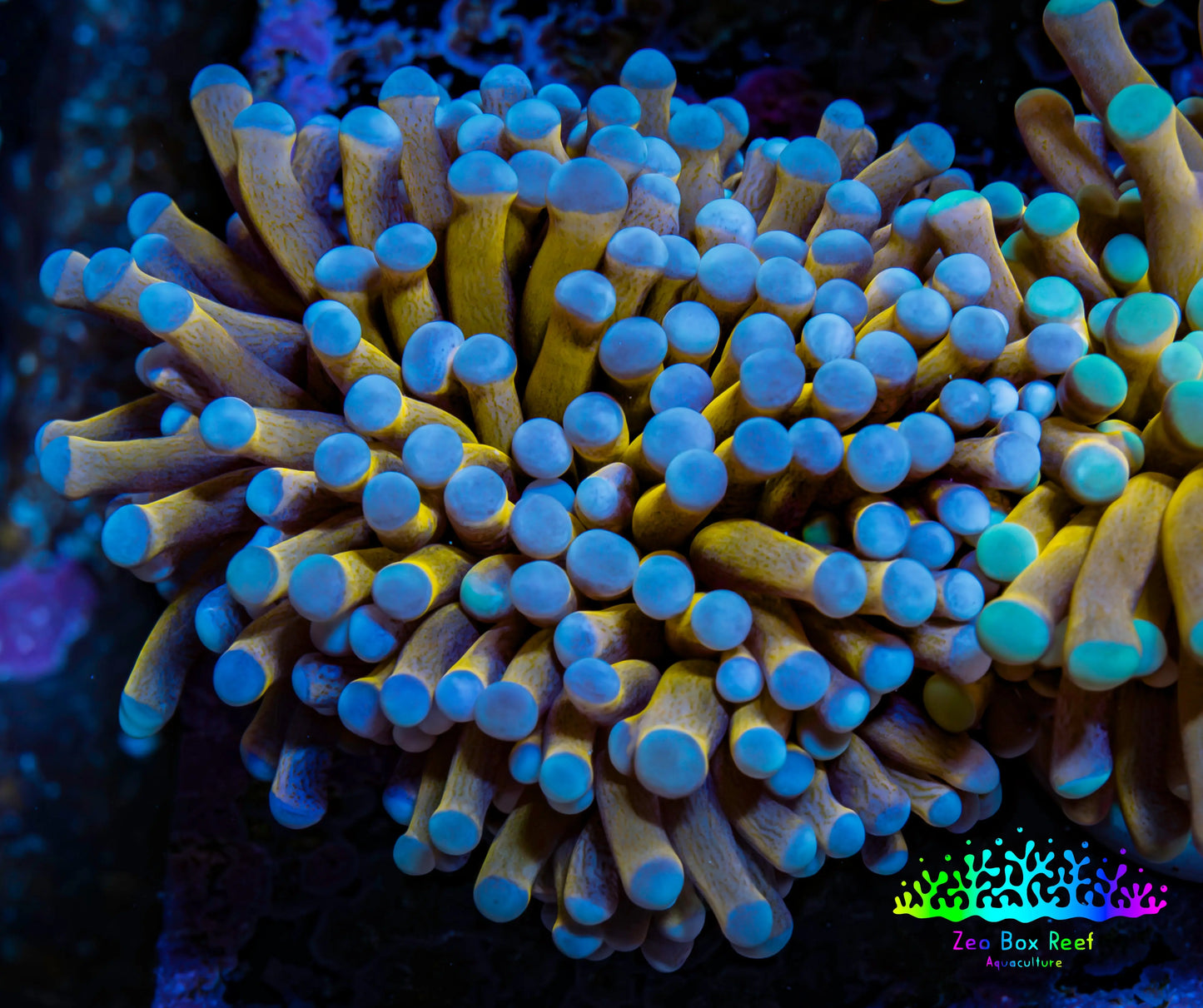 24K Blue Tip Gold Torch Coral f11R2B1 WYSIWYG 5cm 24K Blue Tip Gold Torch Coral f11R2B1 WYSIWYG 5cm LPS 24K Blue Tip Gold Torch Coral f11R2B1 WYSIWYG 5cm Zeo Box Reef