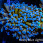24K Blue Tip Gold Torch Coral f11R2B1 WYSIWYG 5cm 24K Blue Tip Gold Torch Coral f11R2B1 WYSIWYG 5cm LPS 24K Blue Tip Gold Torch Coral f11R2B1 WYSIWYG 5cm Zeo Box Reef