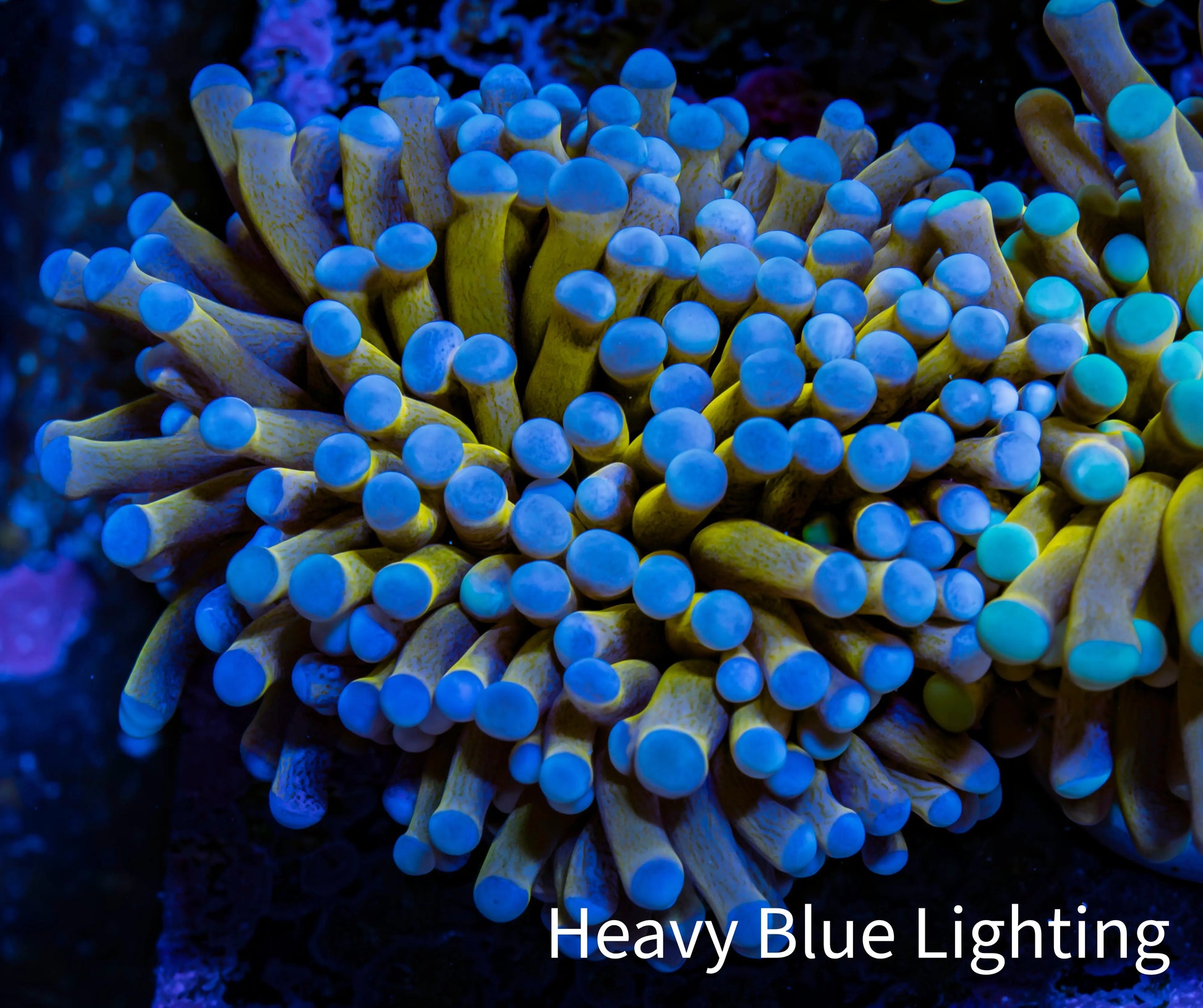 24K Blue Tip Gold Torch Coral f11R2B1 WYSIWYG 5cm 24K Blue Tip Gold Torch Coral f11R2B1 WYSIWYG 5cm LPS 24K Blue Tip Gold Torch Coral f11R2B1 WYSIWYG 5cm Zeo Box Reef