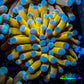 24K Blue Tip Gold Torch Coral f2R2B1 WYSIWYG 4cm 24K Blue Tip Gold Torch Coral f2R2B1 WYSIWYG 4cm LPS 24K Blue Tip Gold Torch Coral f2R2B1 WYSIWYG 4cm Zeo Box Reef