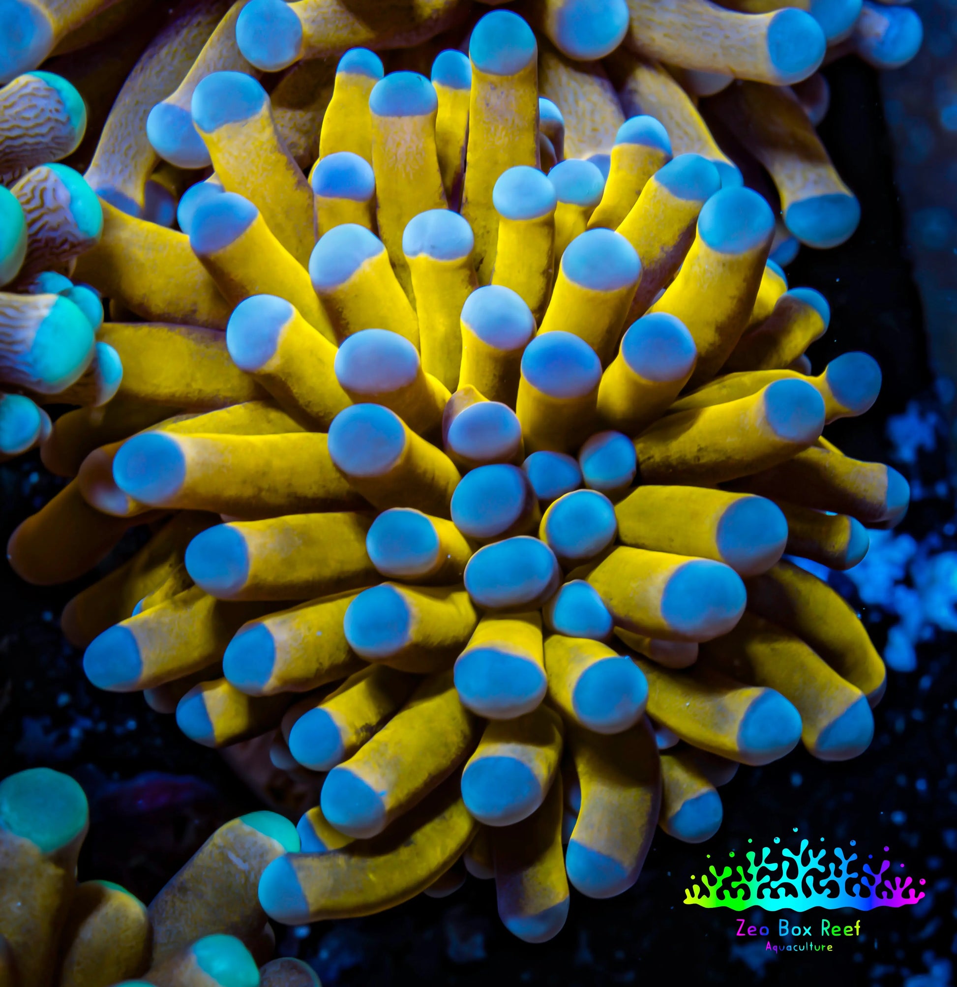24K Blue Tip Gold Torch Coral f2R2B1 WYSIWYG 4cm 24K Blue Tip Gold Torch Coral f2R2B1 WYSIWYG 4cm LPS 24K Blue Tip Gold Torch Coral f2R2B1 WYSIWYG 4cm Zeo Box Reef