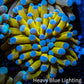 24K Blue Tip Gold Torch Coral f2R2B1 WYSIWYG 4cm 24K Blue Tip Gold Torch Coral f2R2B1 WYSIWYG 4cm LPS 24K Blue Tip Gold Torch Coral f2R2B1 WYSIWYG 4cm Zeo Box Reef