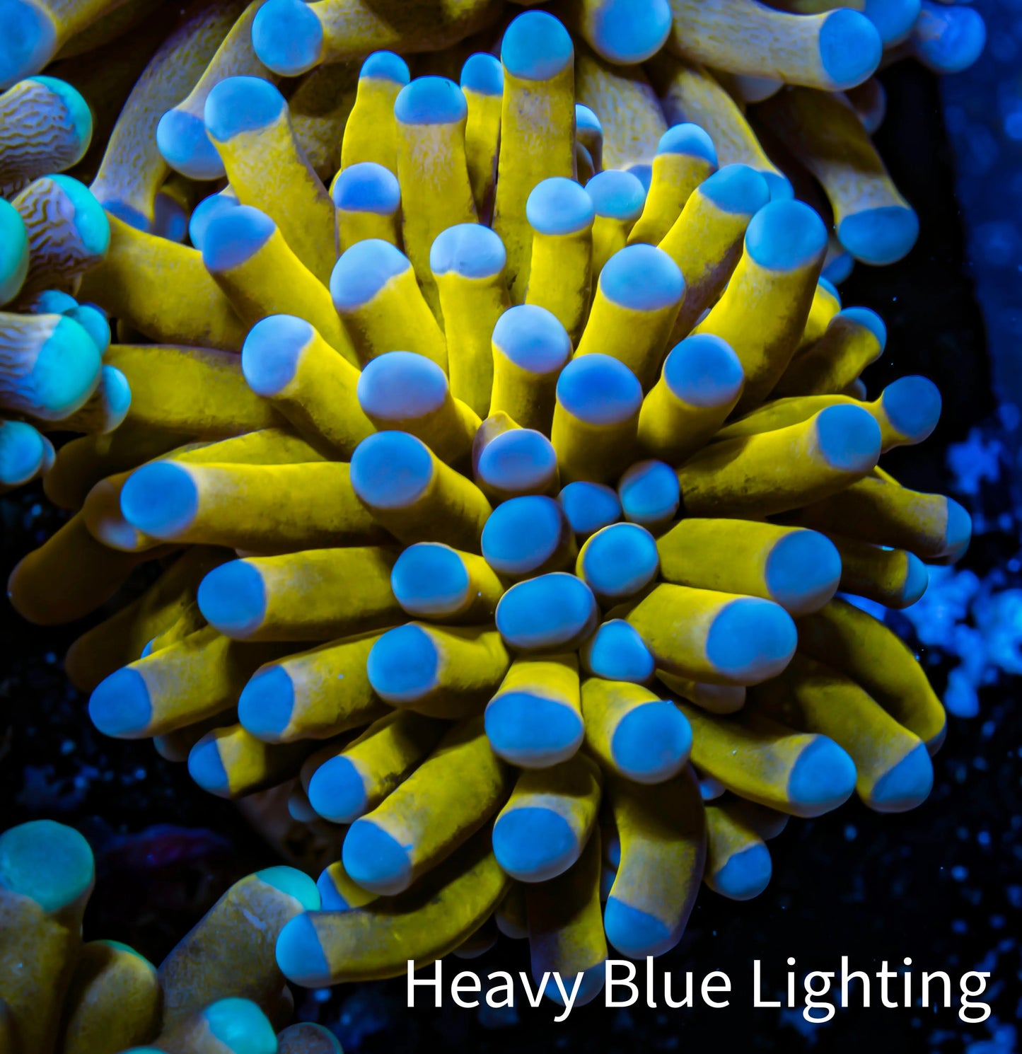 24K Blue Tip Gold Torch Coral f2R2B1 WYSIWYG 4cm 24K Blue Tip Gold Torch Coral f2R2B1 WYSIWYG 4cm LPS 24K Blue Tip Gold Torch Coral f2R2B1 WYSIWYG 4cm Zeo Box Reef