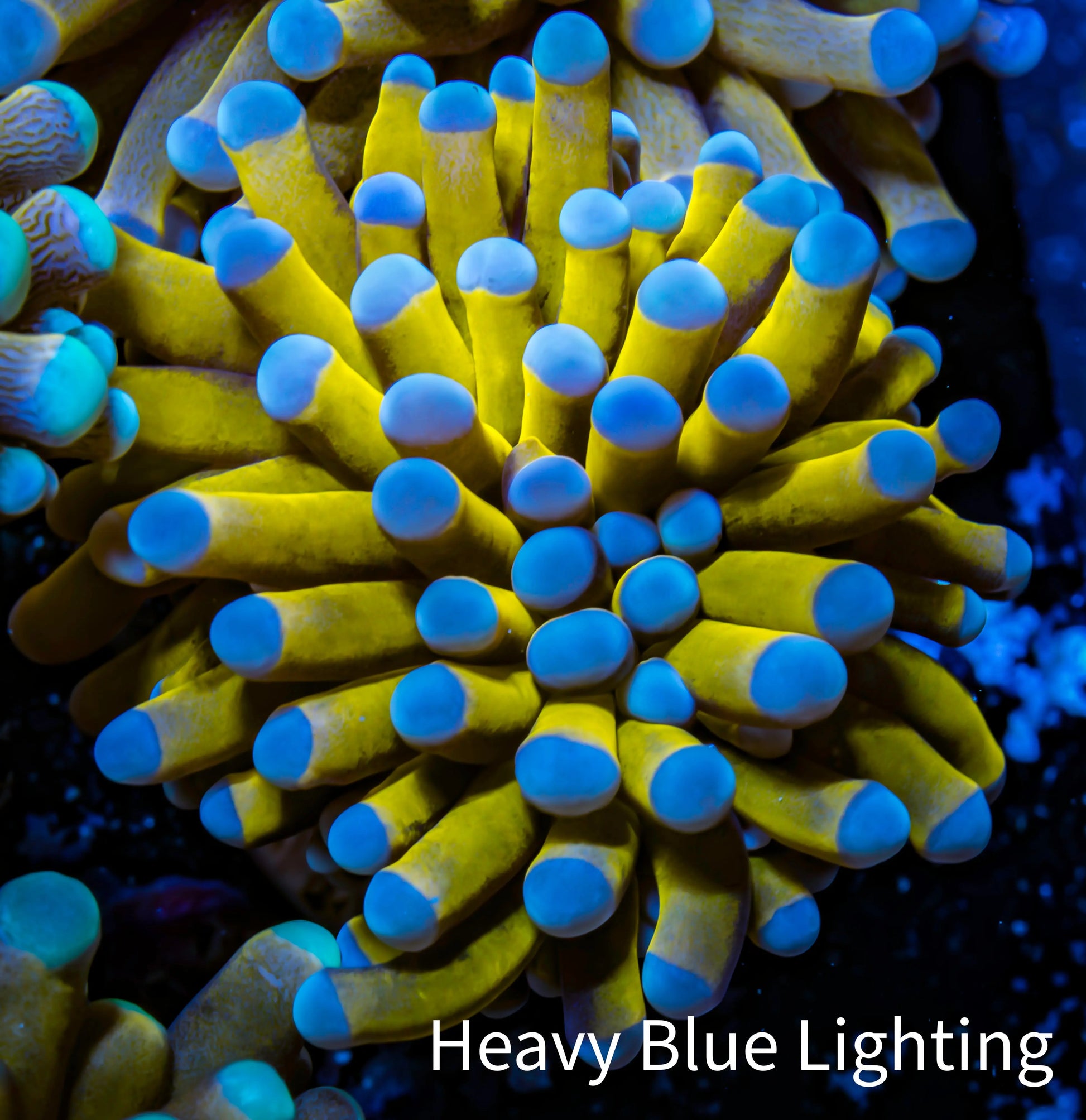 24K Blue Tip Gold Torch Coral f2R2B1 WYSIWYG 4cm 24K Blue Tip Gold Torch Coral f2R2B1 WYSIWYG 4cm LPS 24K Blue Tip Gold Torch Coral f2R2B1 WYSIWYG 4cm Zeo Box Reef