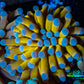 24K Blue Tip Gold Torch Coral f3R2B1 WYSIWYG 4cm 24K Blue Tip Gold Torch Coral f3R2B1 WYSIWYG 4cm LPS 24K Blue Tip Gold Torch Coral f3R2B1 WYSIWYG 4cm Zeo Box Reef