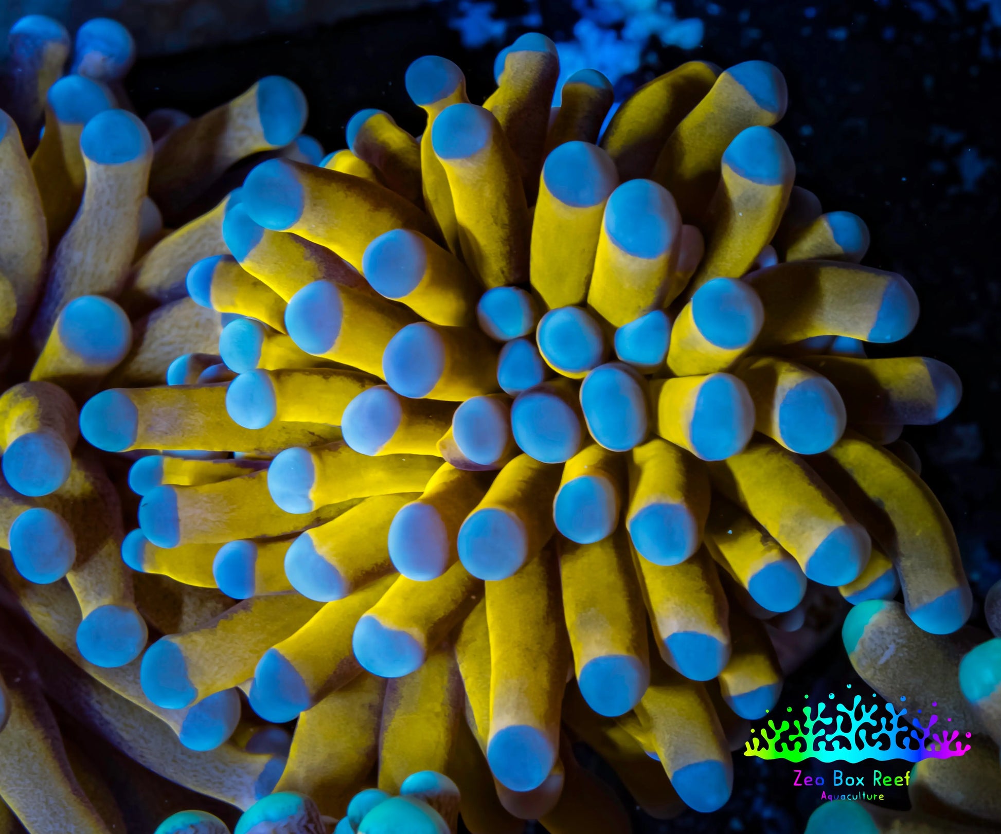24K Blue Tip Gold Torch Coral f3R2B1 WYSIWYG 4cm 24K Blue Tip Gold Torch Coral f3R2B1 WYSIWYG 4cm LPS 24K Blue Tip Gold Torch Coral f3R2B1 WYSIWYG 4cm Zeo Box Reef
