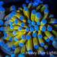 24K Blue Tip Gold Torch Coral f3R2B1 WYSIWYG 4cm 24K Blue Tip Gold Torch Coral f3R2B1 WYSIWYG 4cm LPS 24K Blue Tip Gold Torch Coral f3R2B1 WYSIWYG 4cm Zeo Box Reef