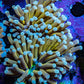 24K Green Base Gold Torch Coral WYSIWYG 6cm D3R1B1 24K Green Base Gold Torch Coral WYSIWYG 6cm D3R1B1 LPS 24K Green Base Gold Torch Coral WYSIWYG 6cm D3R1B1 Zeo Box Reef