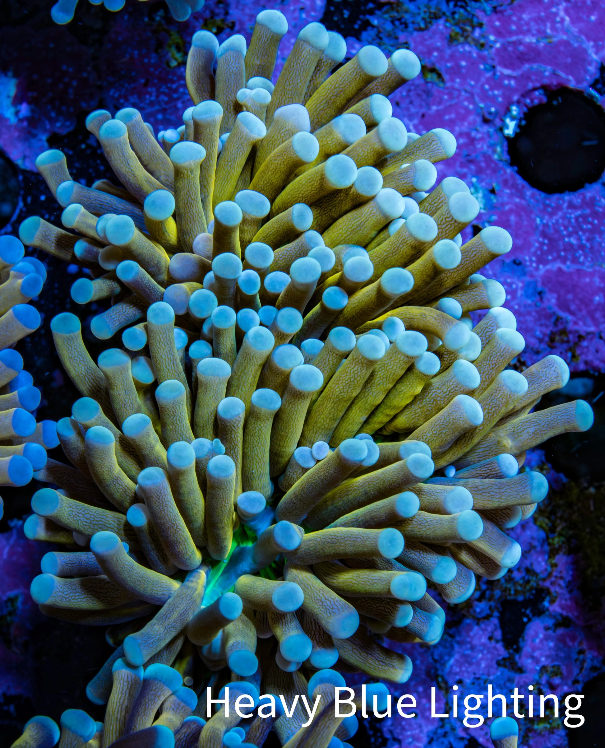 24K Green Base Gold Torch Coral WYSIWYG 6cm D3R1B1 24K Green Base Gold Torch Coral WYSIWYG 6cm D3R1B1 LPS 24K Green Base Gold Torch Coral WYSIWYG 6cm D3R1B1 Zeo Box Reef