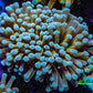 24K Green Base Gold Torch Coral WYSIWYG 6cm D4R1B1 24K Green Base Gold Torch Coral WYSIWYG 6cm D4R1B1 LPS 24K Green Base Gold Torch Coral WYSIWYG 6cm D4R1B1 Zeo Box Reef