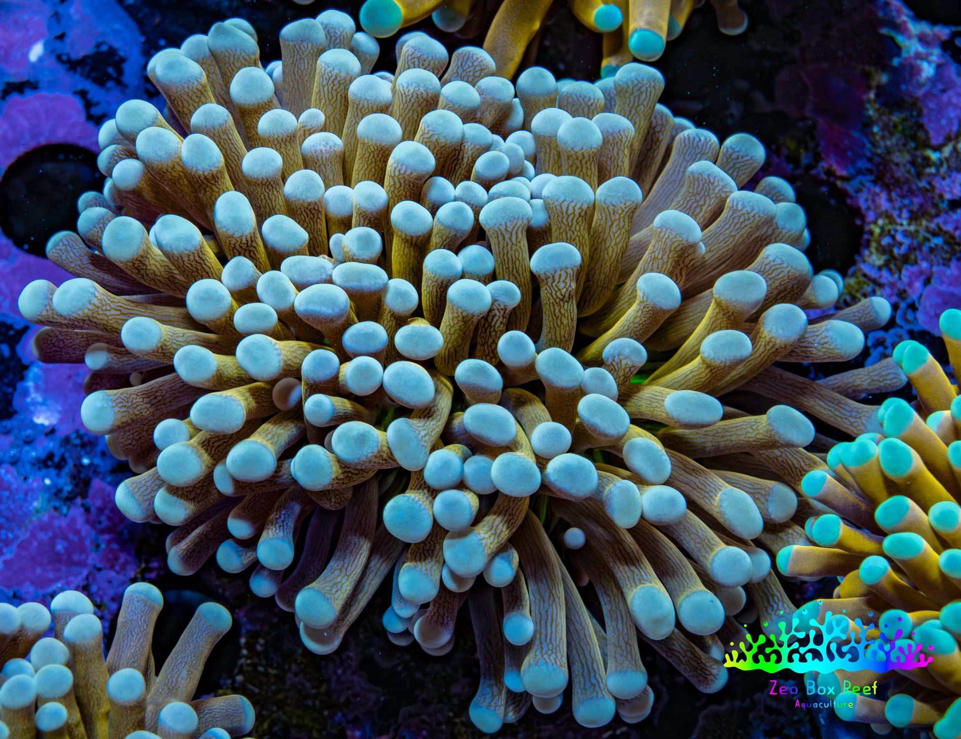 24K Green Base Gold Torch Coral WYSIWYG 6cm D4R1B1 24K Green Base Gold Torch Coral WYSIWYG 6cm D4R1B1 LPS 24K Green Base Gold Torch Coral WYSIWYG 6cm D4R1B1 Zeo Box Reef