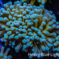 24K Green Base Gold Torch Coral WYSIWYG 6cm D4R1B1 24K Green Base Gold Torch Coral WYSIWYG 6cm D4R1B1 LPS 24K Green Base Gold Torch Coral WYSIWYG 6cm D4R1B1 Zeo Box Reef