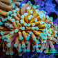 24K Mint Tip Gold Torch Coral B2R2B1 WYSIWYG 5cm 24K Mint Tip Gold Torch Coral B2R2B1 WYSIWYG 5cm LPS 24K Mint Tip Gold Torch Coral B2R2B1 WYSIWYG 5cm Zeo Box Reef