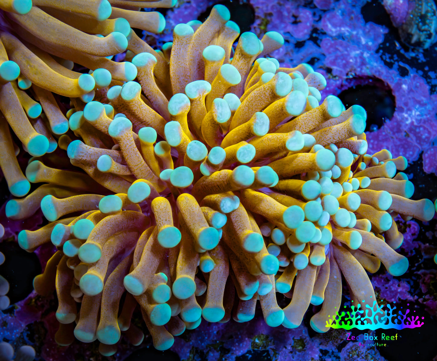 24K Mint Tip Gold Torch Coral B2R2B1 WYSIWYG 5cm 24K Mint Tip Gold Torch Coral B2R2B1 WYSIWYG 5cm LPS 24K Mint Tip Gold Torch Coral B2R2B1 WYSIWYG 5cm Zeo Box Reef