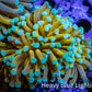 24K Mint Tip Gold Torch Coral B2R2B1 WYSIWYG 5cm 24K Mint Tip Gold Torch Coral B2R2B1 WYSIWYG 5cm LPS 24K Mint Tip Gold Torch Coral B2R2B1 WYSIWYG 5cm Zeo Box Reef