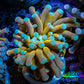 24K Mint Tip Gold Torch Coral E11R2B1 WYSIWYG 4cm 24K Mint Tip Gold Torch Coral E11R2B1 WYSIWYG 4cm LPS 24K Mint Tip Gold Torch Coral E11R2B1 WYSIWYG 4cm Zeo Box Reef
