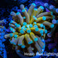 24K Mint Tip Gold Torch Coral E11R2B1 WYSIWYG 4cm 24K Mint Tip Gold Torch Coral E11R2B1 WYSIWYG 4cm LPS 24K Mint Tip Gold Torch Coral E11R2B1 WYSIWYG 4cm Zeo Box Reef