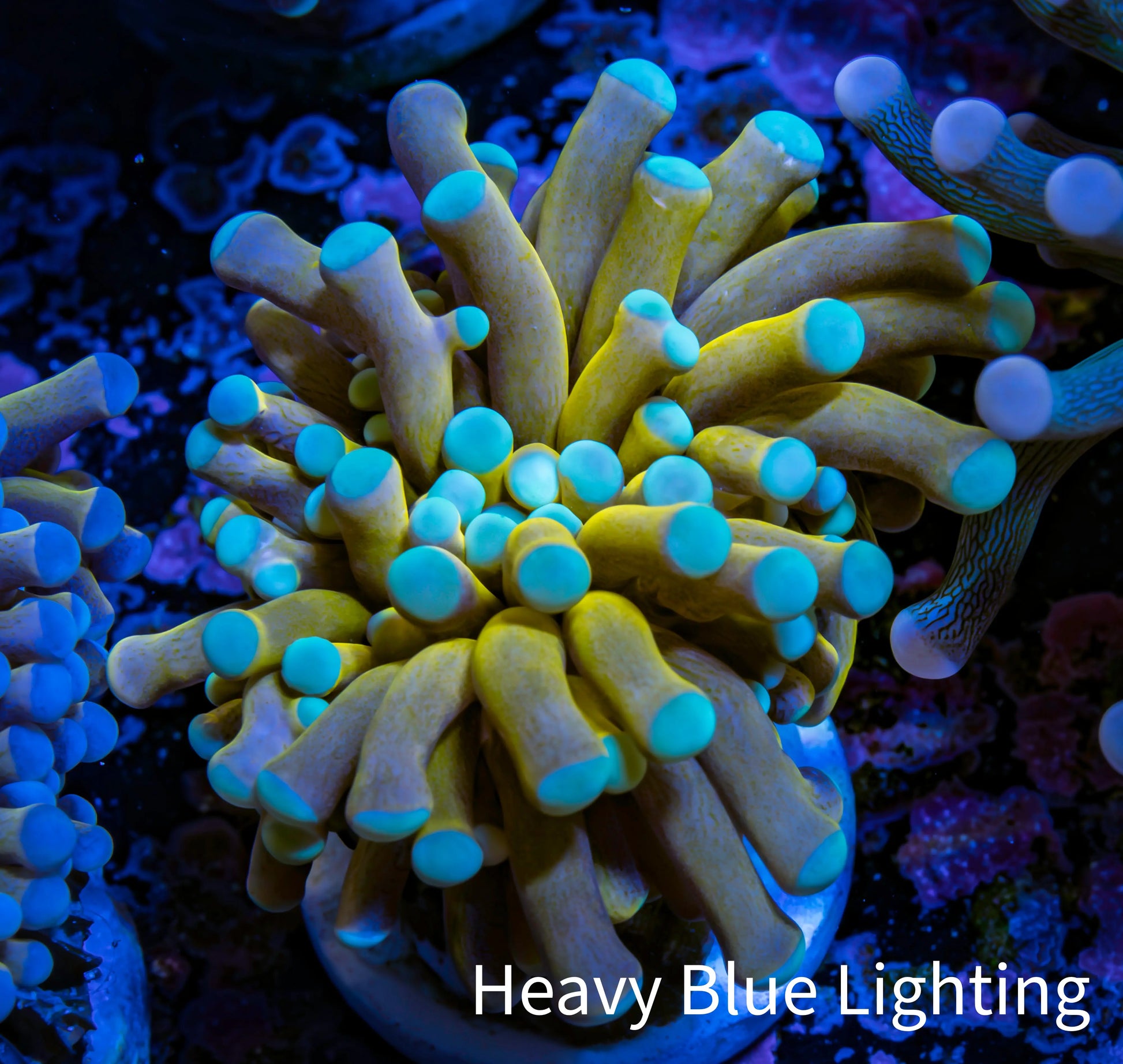 24K Mint Tip Gold Torch Coral E11R2B1 WYSIWYG 4cm 24K Mint Tip Gold Torch Coral E11R2B1 WYSIWYG 4cm LPS 24K Mint Tip Gold Torch Coral E11R2B1 WYSIWYG 4cm Zeo Box Reef