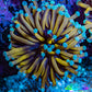 24K Mint Tip Gold Torch Coral E11R2B1 WYSIWYG 4cm 24K Mint Tip Gold Torch Coral E11R2B1 WYSIWYG 4cm LPS 24K Mint Tip Gold Torch Coral E11R2B1 WYSIWYG 4cm Zeo Box Reef