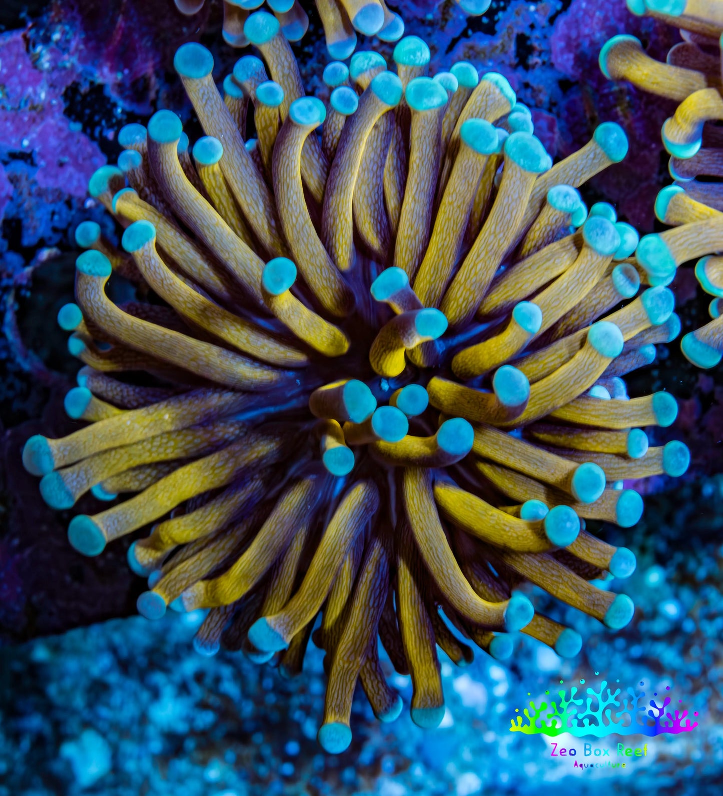 24K Mint Tip Gold Torch Coral E11R2B1 WYSIWYG 4cm 24K Mint Tip Gold Torch Coral E11R2B1 WYSIWYG 4cm LPS 24K Mint Tip Gold Torch Coral E11R2B1 WYSIWYG 4cm Zeo Box Reef