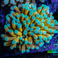 24K Mint Tip Gold Torch Coral E3R2B1 WYSIWYG 4cm 24K Mint Tip Gold Torch Coral E3R2B1 WYSIWYG 4cm LPS 24K Mint Tip Gold Torch Coral E3R2B1 WYSIWYG 4cm Zeo Box Reef