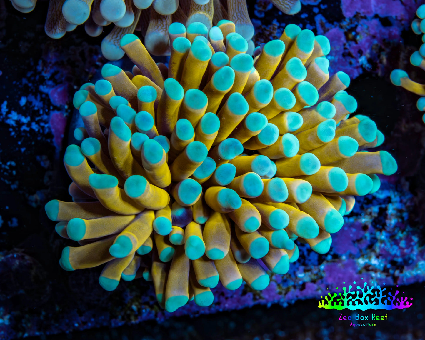 24K Mint Tip Gold Torch Coral E3R2B1 WYSIWYG 4cm 24K Mint Tip Gold Torch Coral E3R2B1 WYSIWYG 4cm LPS 24K Mint Tip Gold Torch Coral E3R2B1 WYSIWYG 4cm Zeo Box Reef