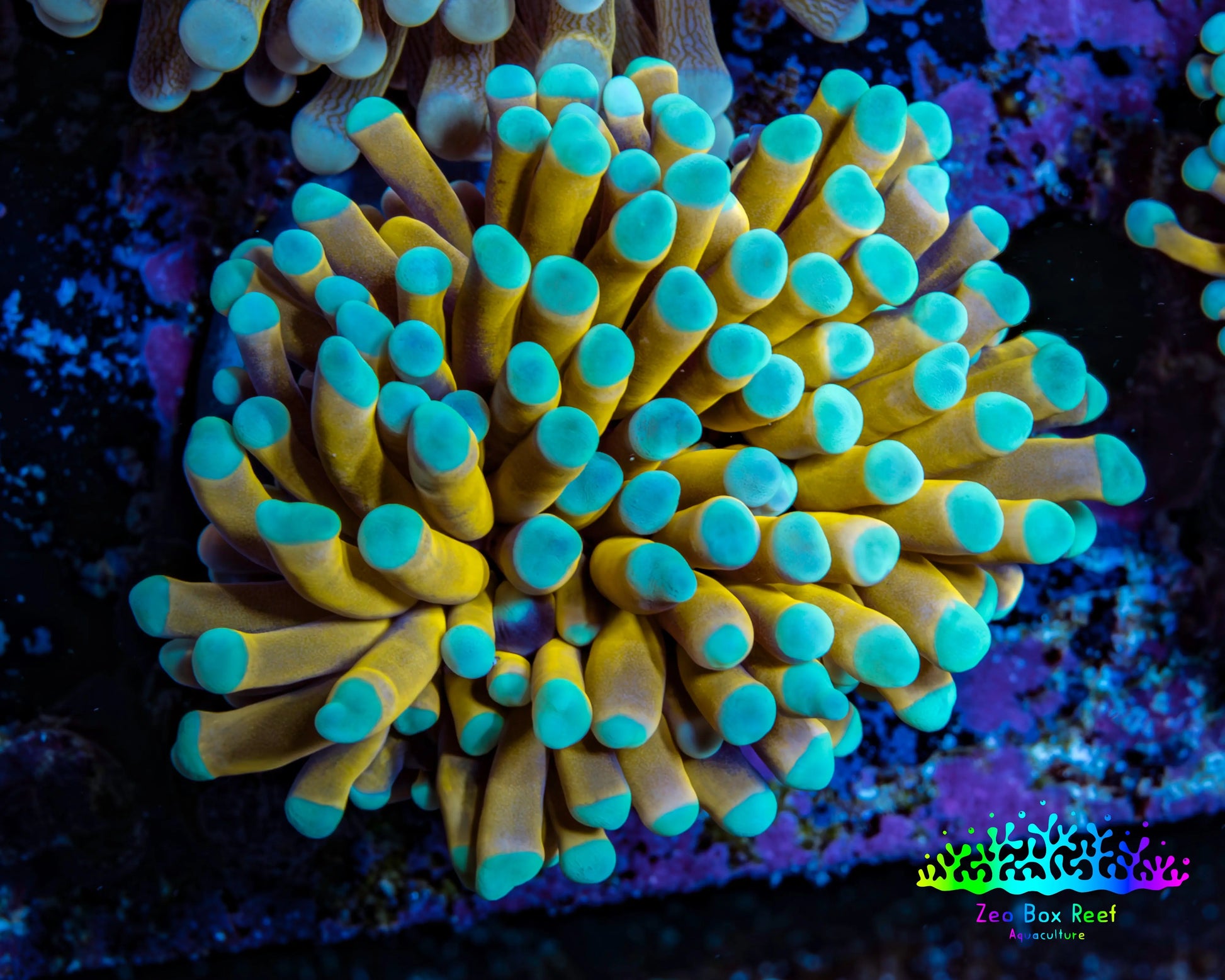 24K Mint Tip Gold Torch Coral E3R2B1 WYSIWYG 4cm 24K Mint Tip Gold Torch Coral E3R2B1 WYSIWYG 4cm LPS 24K Mint Tip Gold Torch Coral E3R2B1 WYSIWYG 4cm Zeo Box Reef