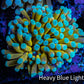 24K Mint Tip Gold Torch Coral E3R2B1 WYSIWYG 4cm 24K Mint Tip Gold Torch Coral E3R2B1 WYSIWYG 4cm LPS 24K Mint Tip Gold Torch Coral E3R2B1 WYSIWYG 4cm Zeo Box Reef