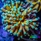 24K Mint Tip Gold Torch Coral F1R2B1 WYSIWYG 4cm 24K Mint Tip Gold Torch Coral F1R2B1 WYSIWYG 4cm LPS 24K Mint Tip Gold Torch Coral F1R2B1 WYSIWYG 4cm Zeo Box Reef