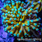24K Mint Tip Gold Torch Coral F1R2B1 WYSIWYG 4cm 24K Mint Tip Gold Torch Coral F1R2B1 WYSIWYG 4cm LPS 24K Mint Tip Gold Torch Coral F1R2B1 WYSIWYG 4cm Zeo Box Reef