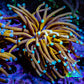 24K Mint Tip Gold Torch Coral WYSIWYG 5cm 24K Mint Tip Gold Torch Coral WYSIWYG 5cm LPS 24K Mint Tip Gold Torch Coral WYSIWYG 5cm Zeo Box Reef