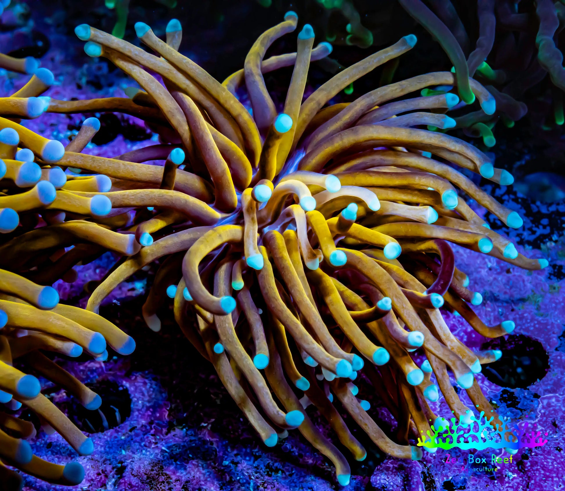 24K Mint Tip Gold Torch Coral WYSIWYG 5cm 24K Mint Tip Gold Torch Coral WYSIWYG 5cm LPS 24K Mint Tip Gold Torch Coral WYSIWYG 5cm Zeo Box Reef